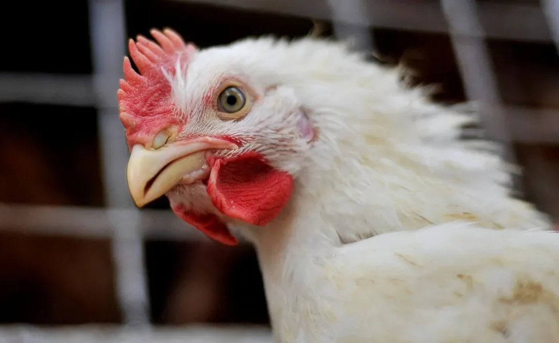 China não vai renovar medida “antidumping” às exportações de carne de frango do Brasil